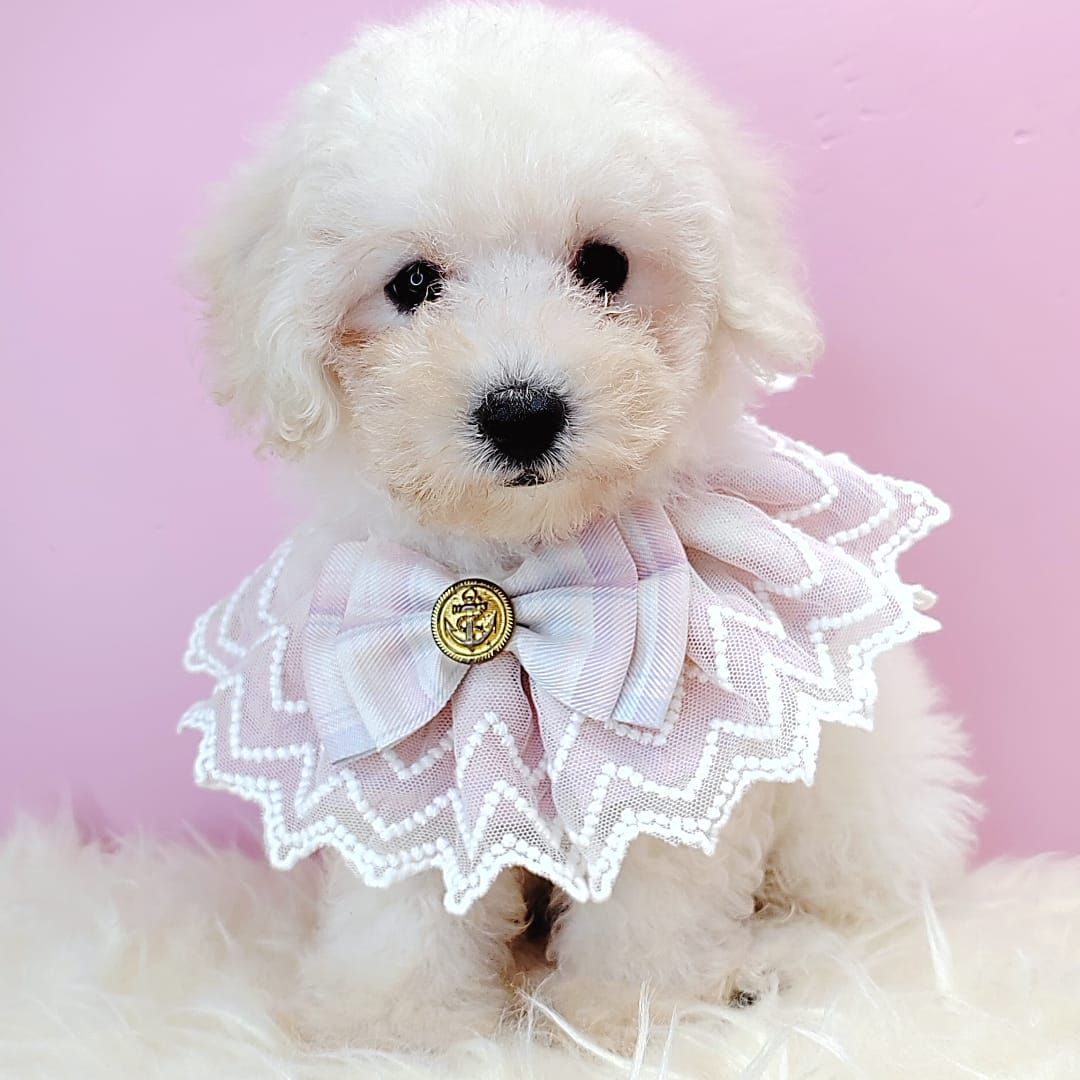 Poodle 娉拌开璐靛