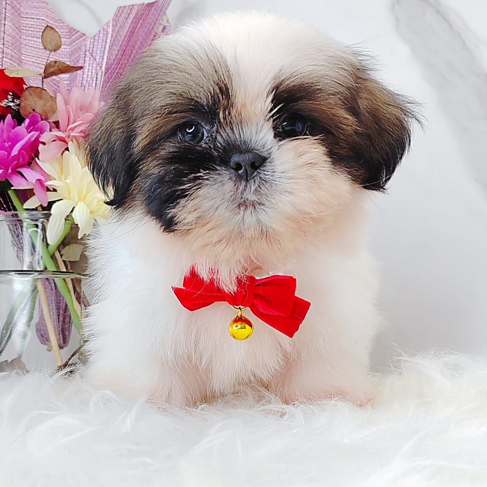 Shih Tzu 西施