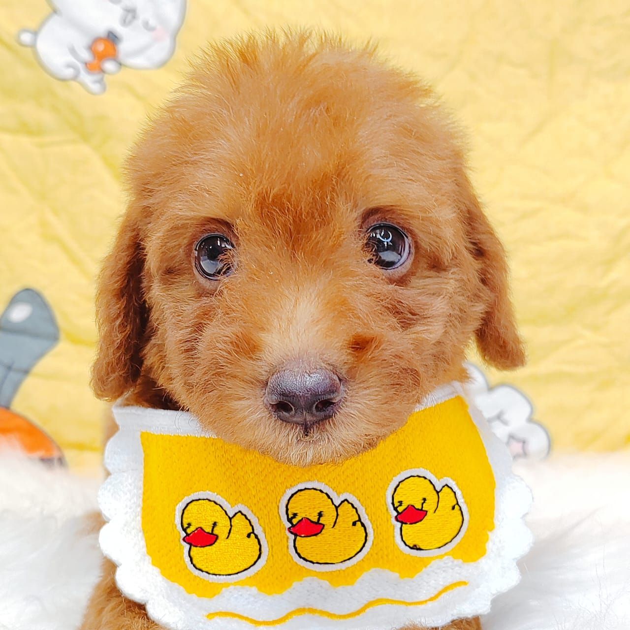 Maltipoo 马尔泰迪