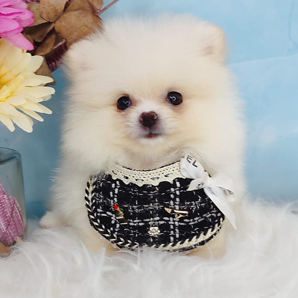 Pomeranian 博美