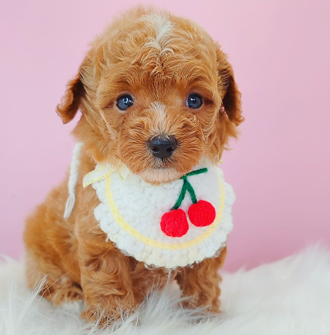 Poodle 娉拌开璐靛