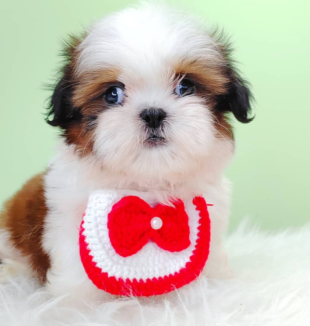 Shih Tzu 西施