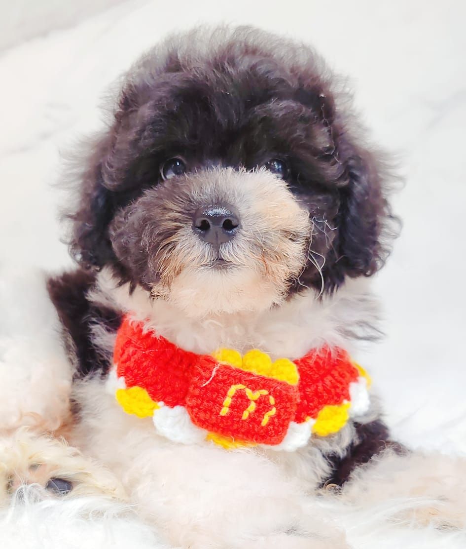 Poodle 娉拌开璐靛