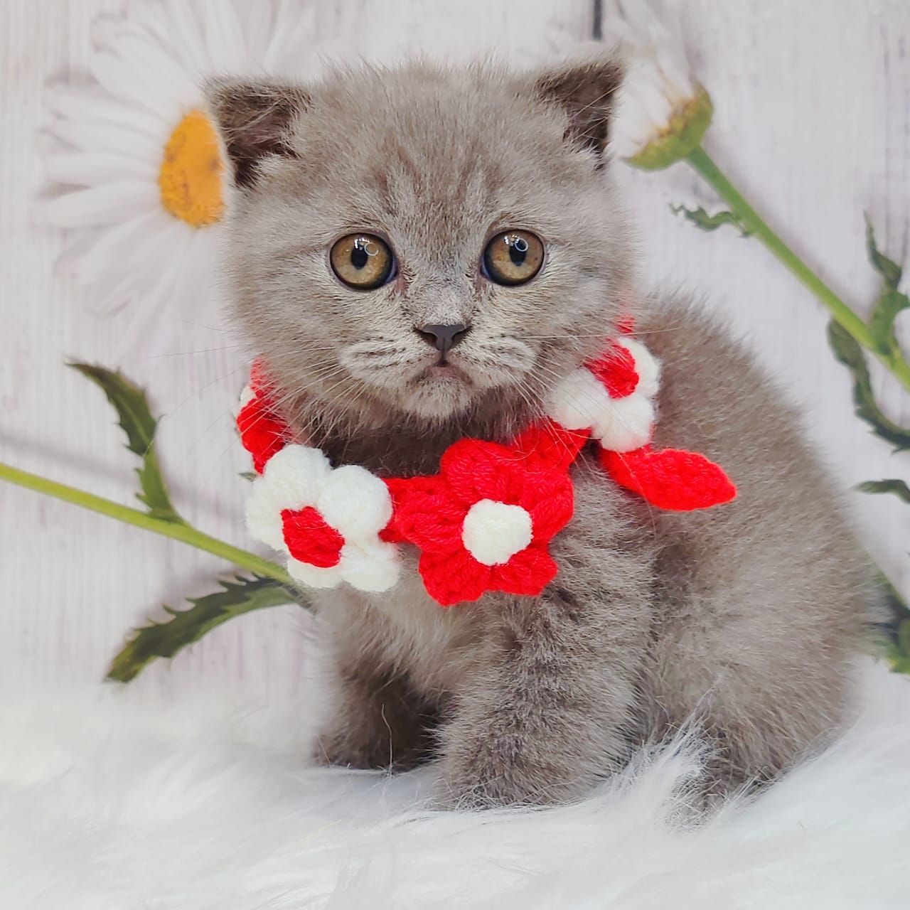 Scottishfold 折耳猫