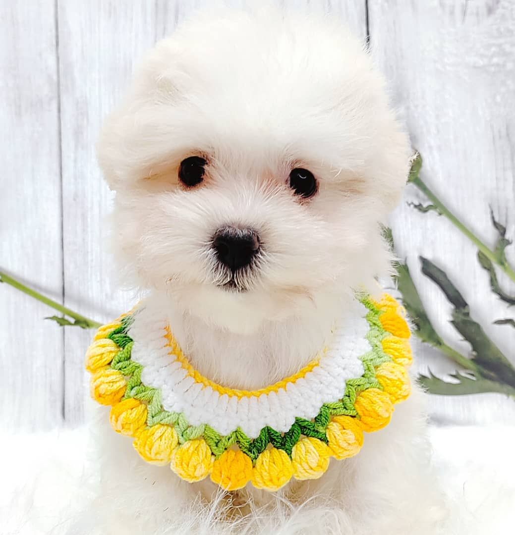 Maltipoo 马尔泰迪