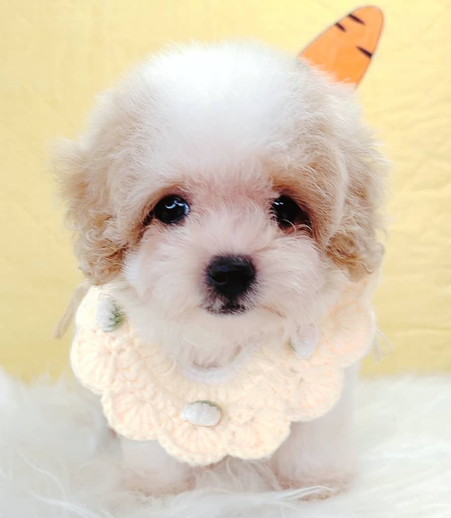 Maltipoo 马尔泰迪