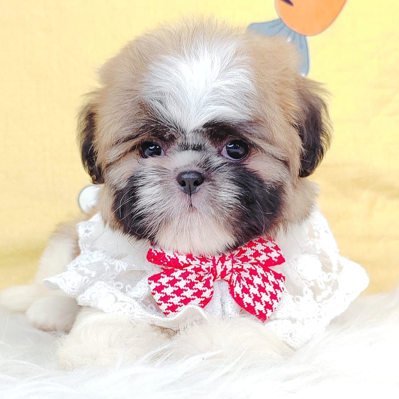 Shih Tzu 西斯
