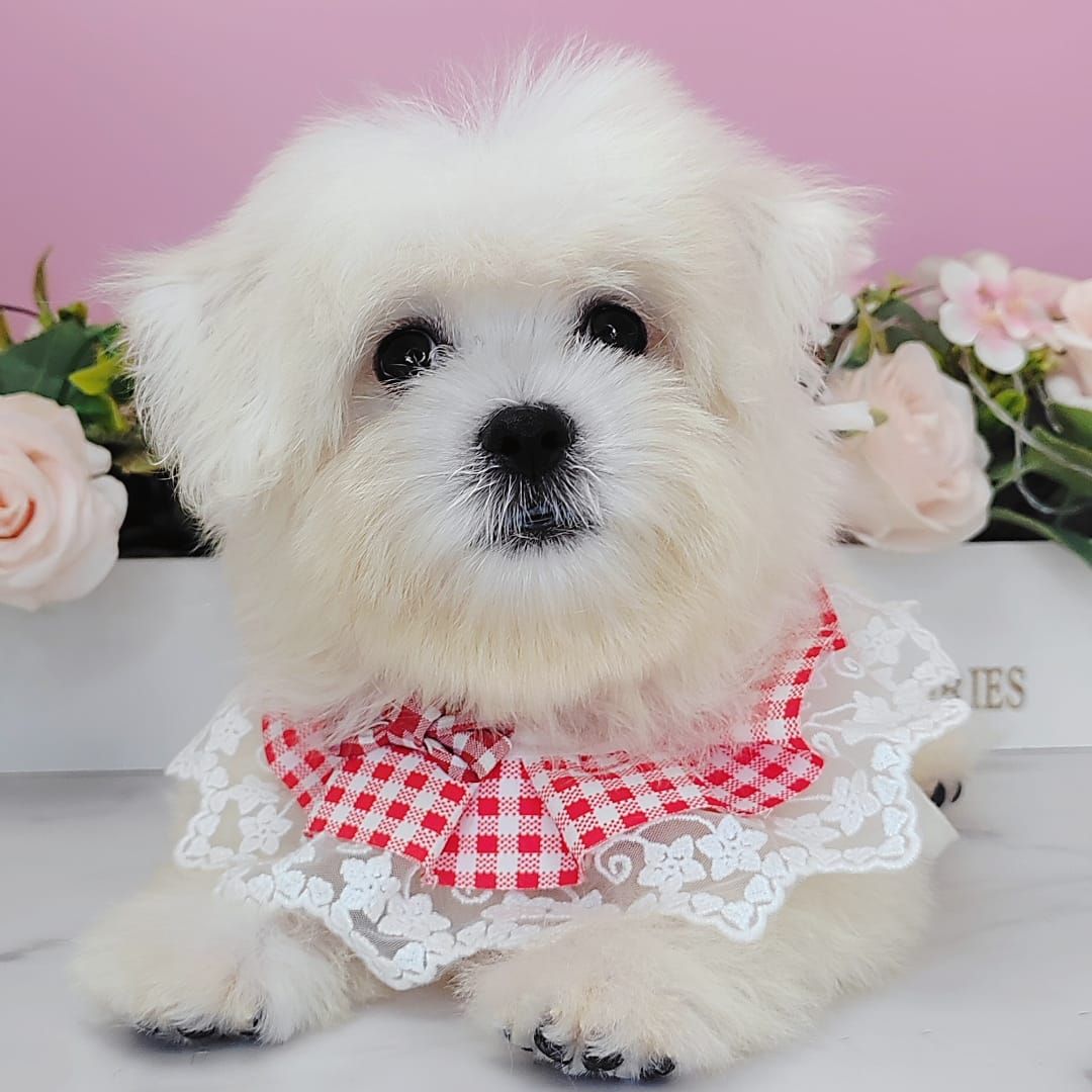 Maltese 马尔济斯