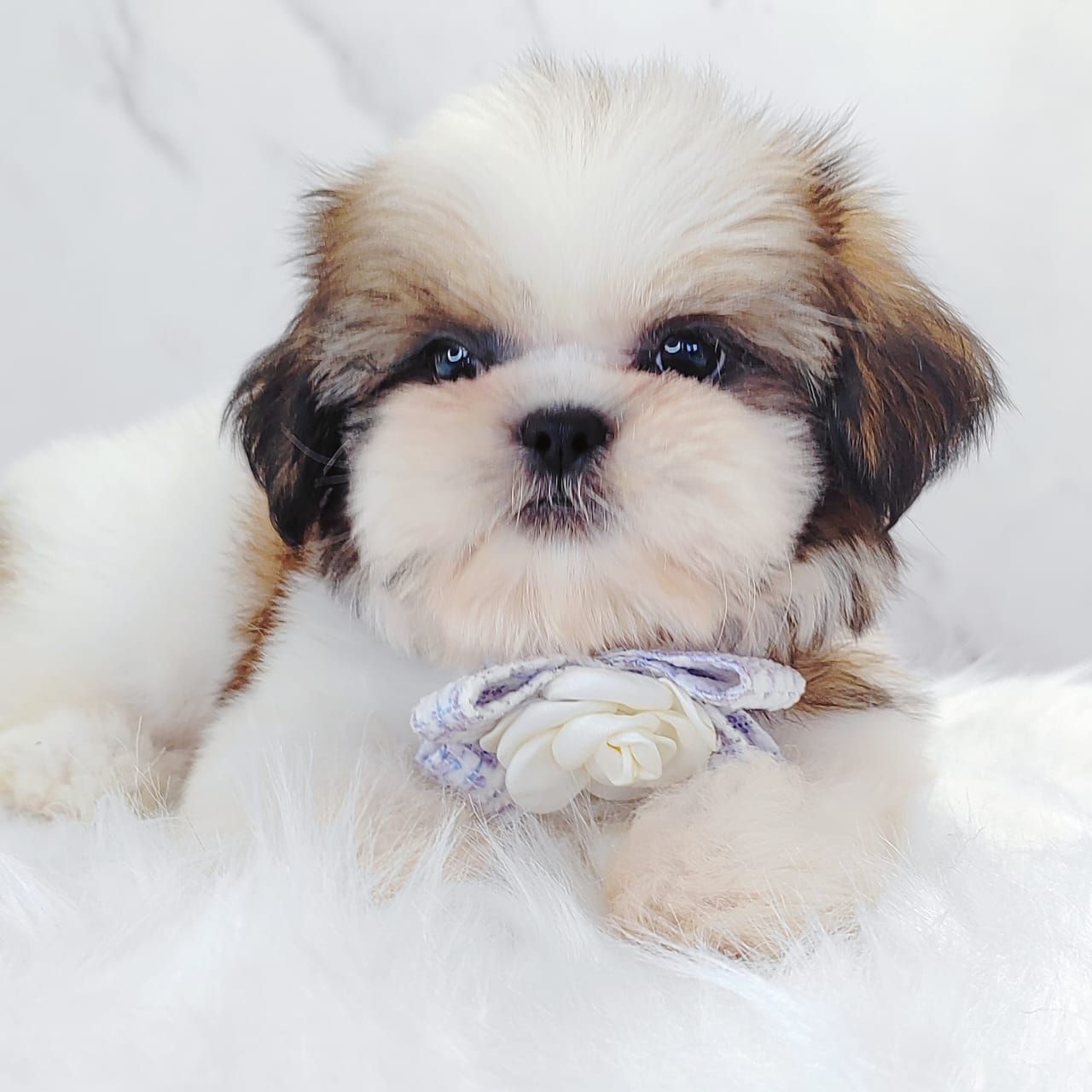 Shih Tzu 西施