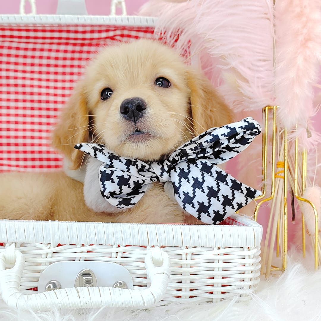 Golden Retriever 黄金猎犬
