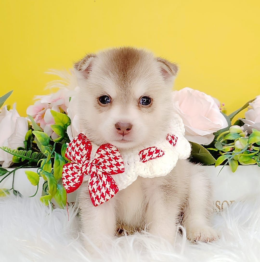 Pomsky 博士奇