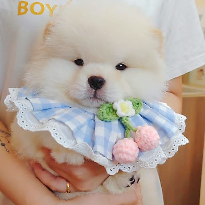 Chow Chow 松狮犬