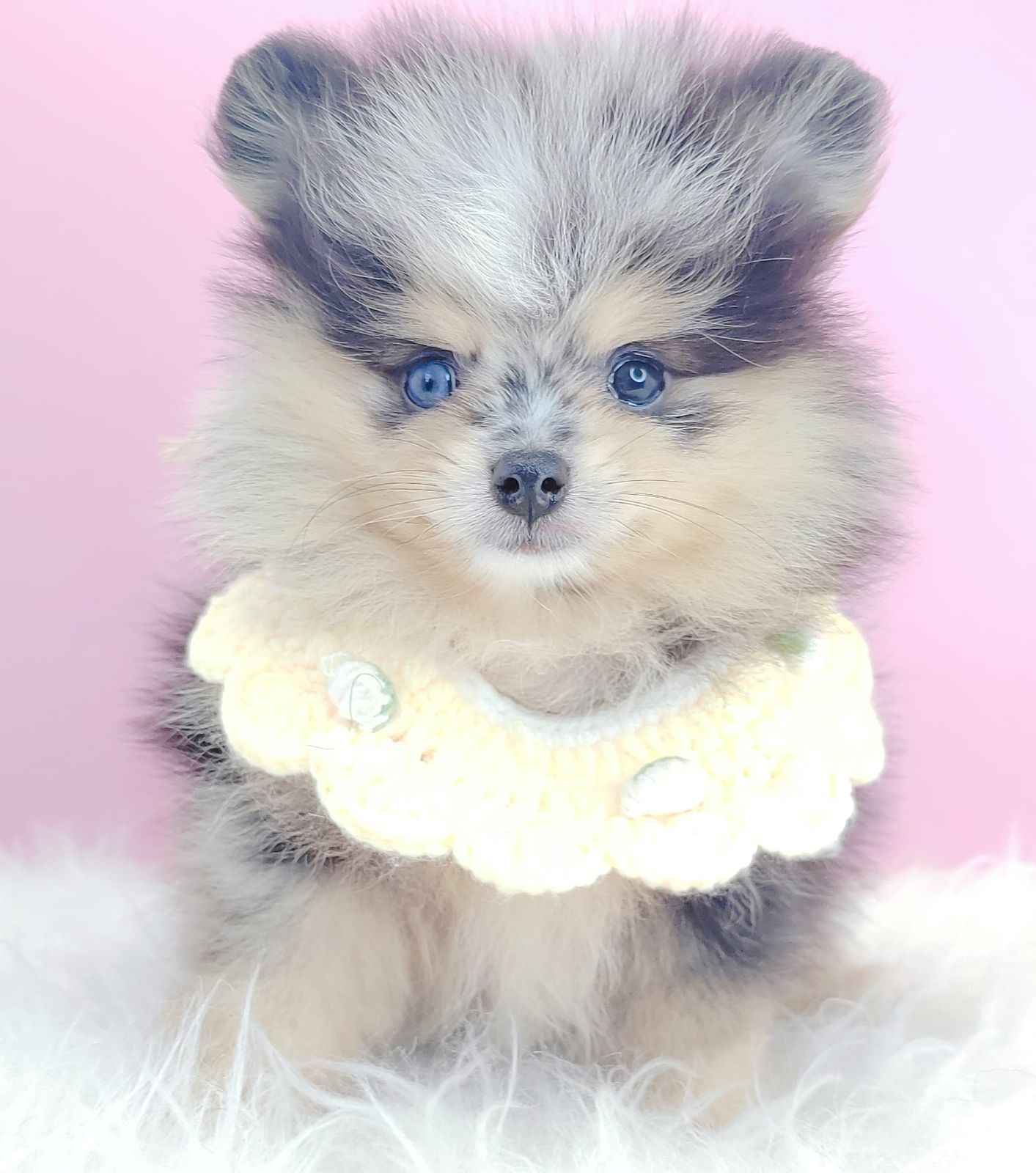 Pomeranian 博美