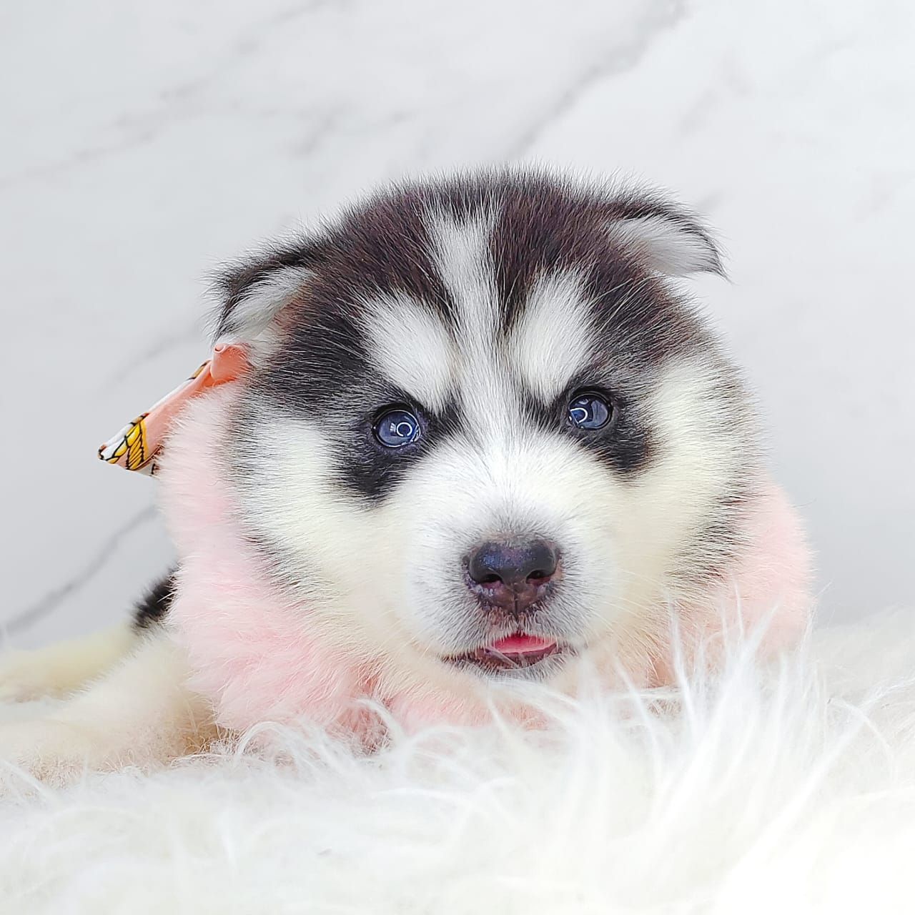 Wooly Husky 哈士奇