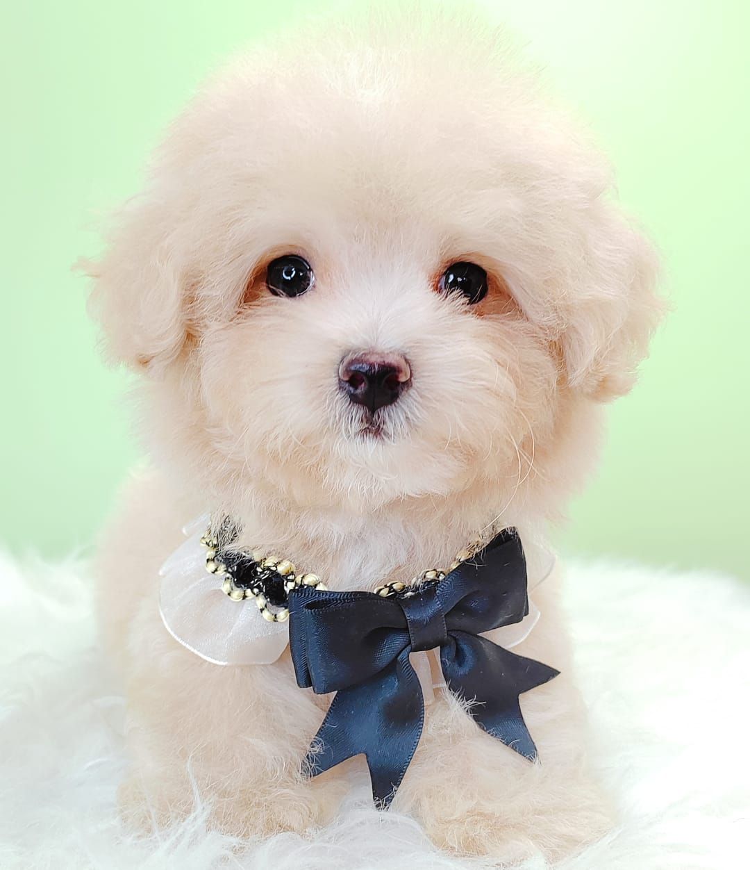 Maltipoo 马尔泰迪