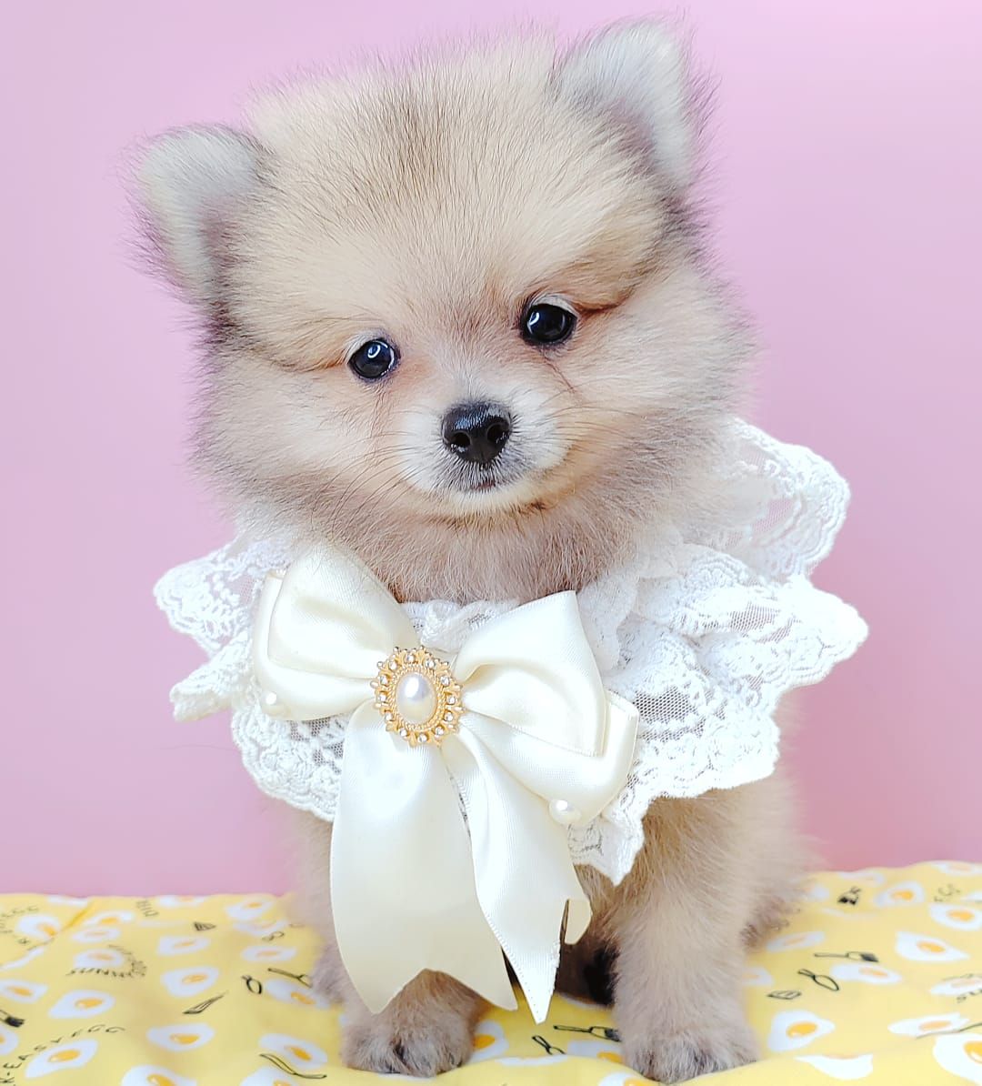 Pomeranian 博美