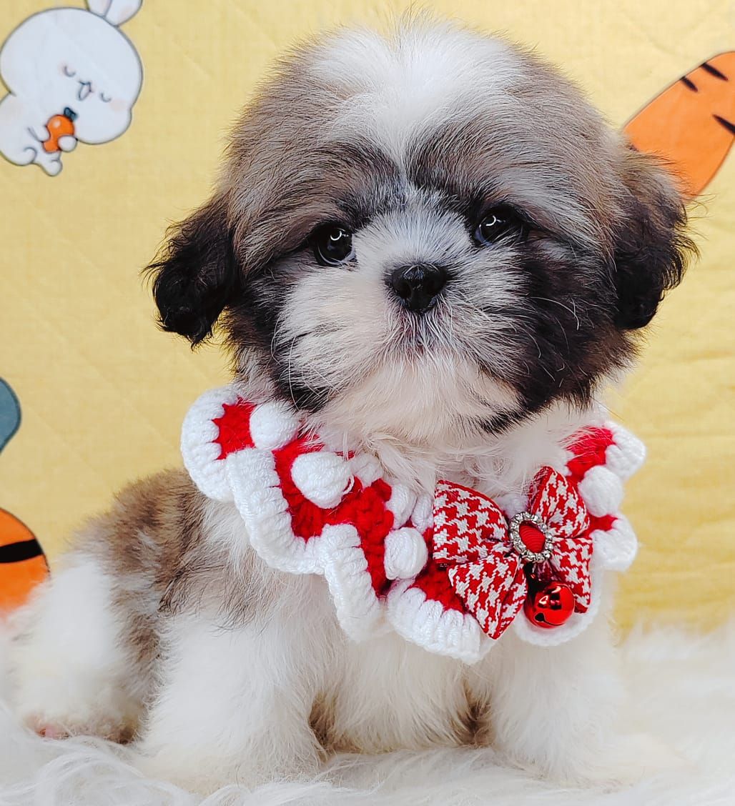 Shih Tzu 西施