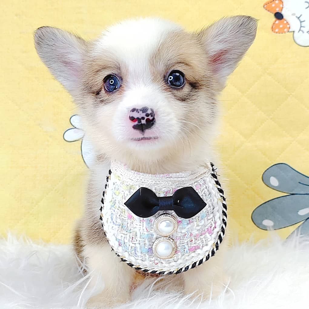 Corgi 柯基
