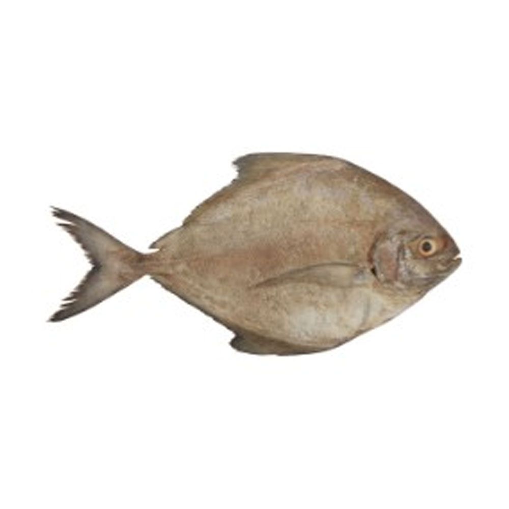 Frozen Black Pomfret (Ikan Bawal Hitam) Supplier Malaysia | Cheong Vege