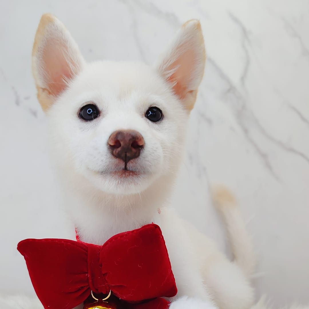 Shiba Inu 柴犬