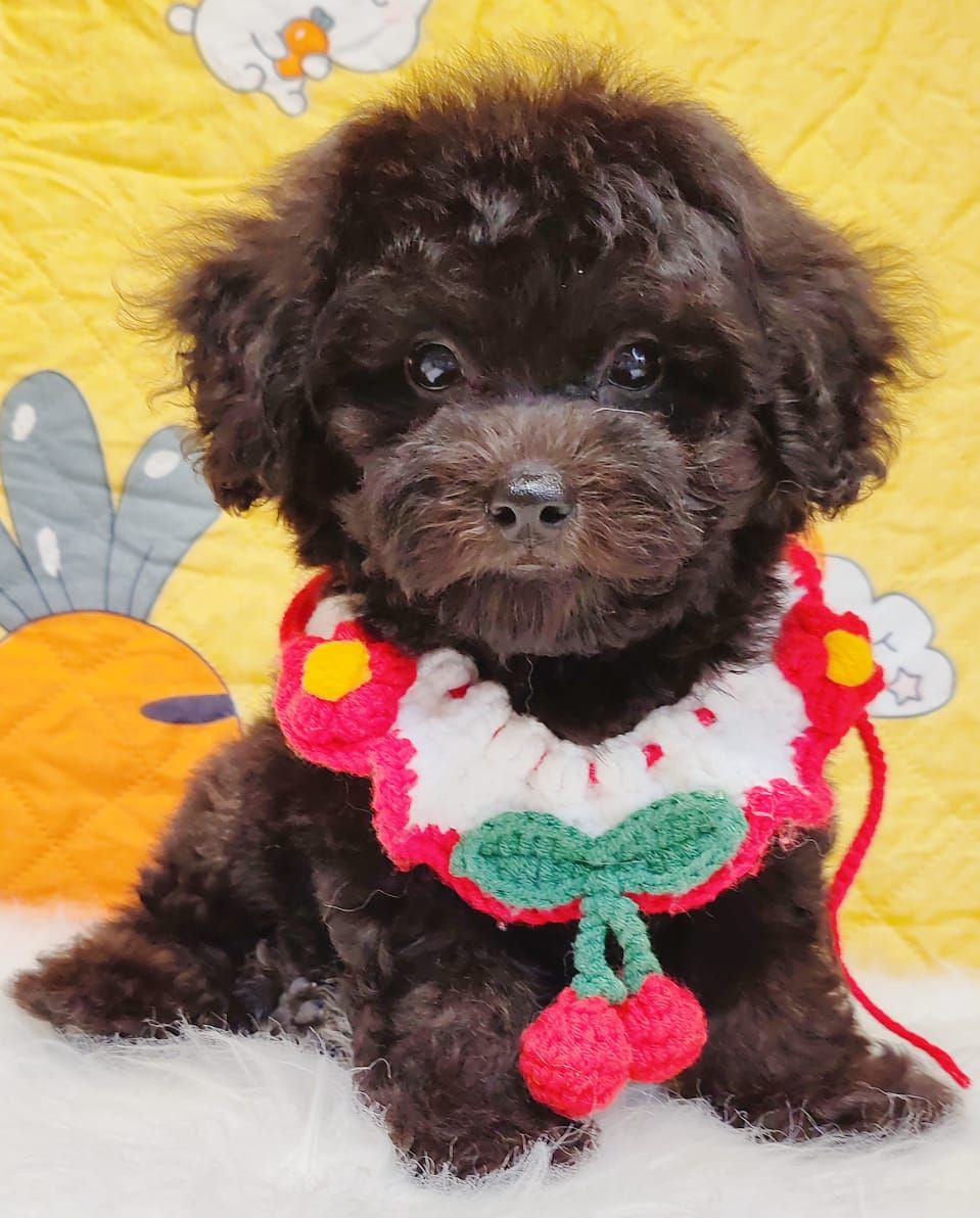 Poodle 娉拌开璐靛