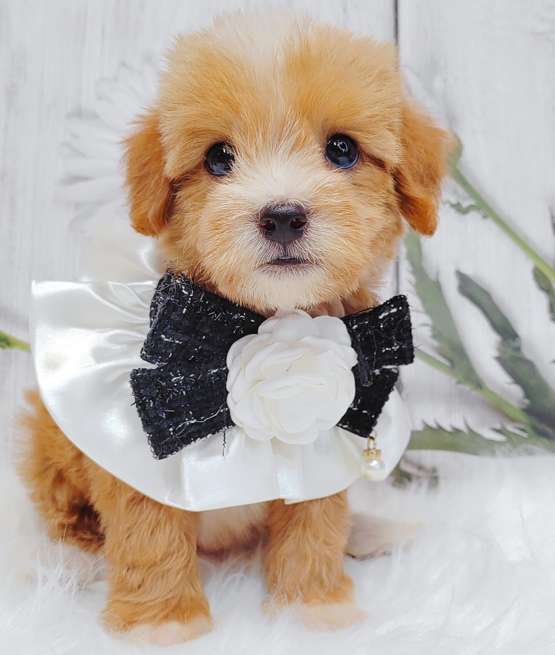Maltipoo 马尔泰迪
