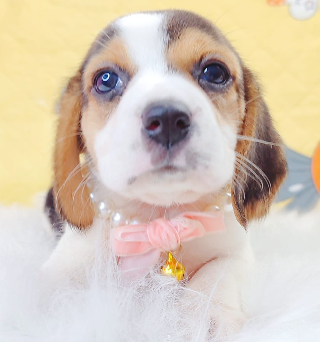 Beagle 米格鲁