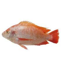Frozen Red Tilapia Supplier Malaysia | Cheong Vege