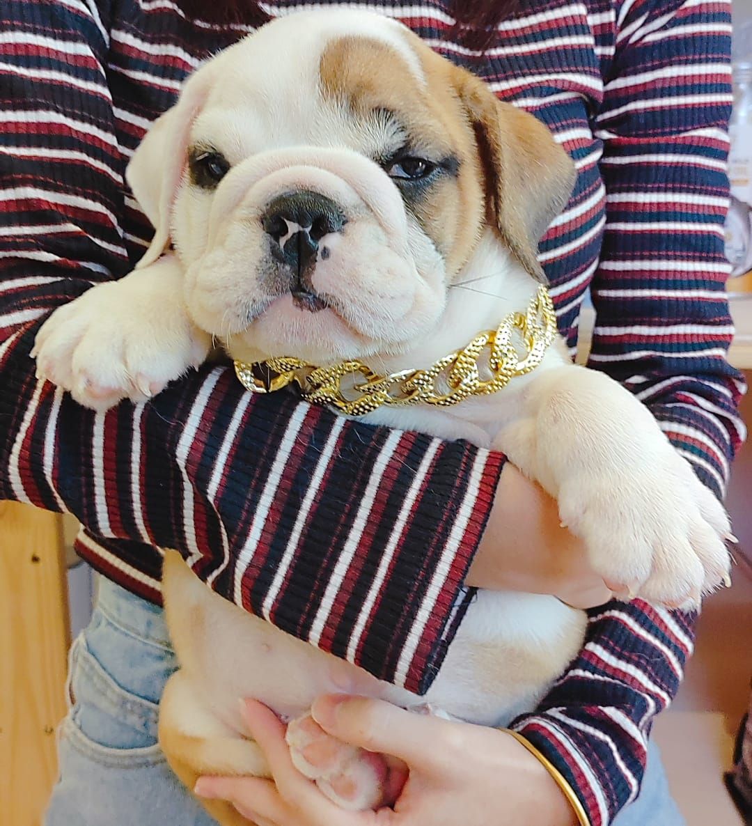 English Bulldog 英斗