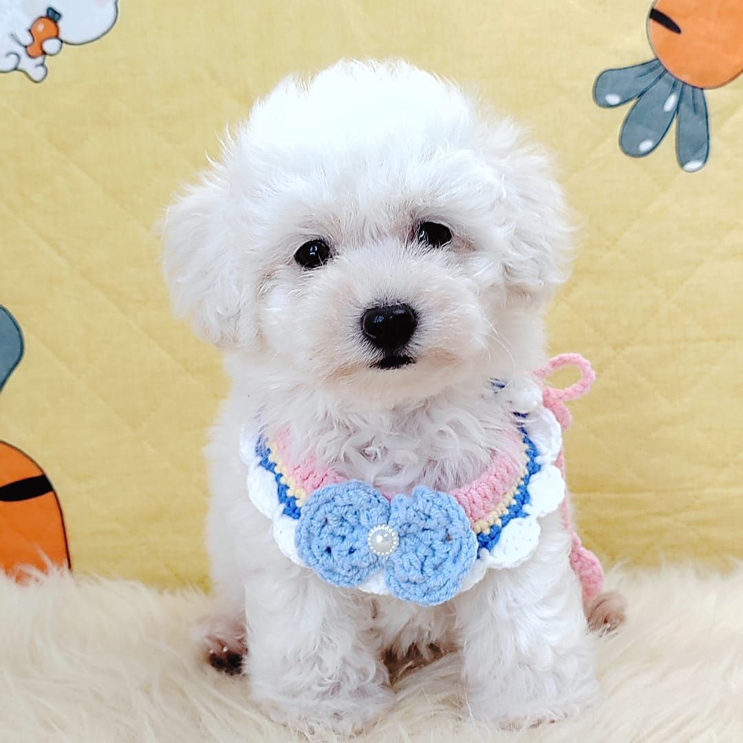 Poodle 娉拌开璐靛