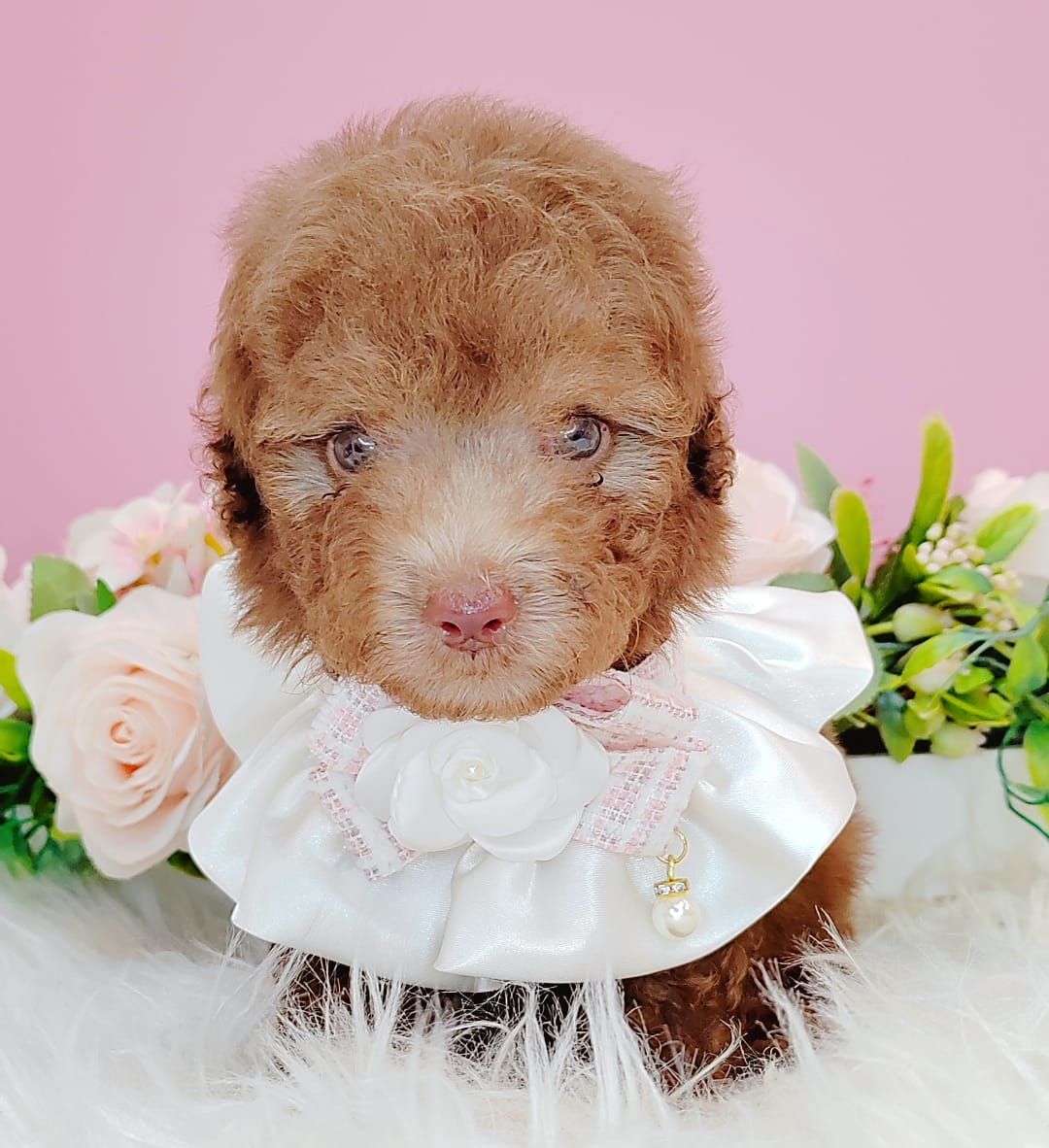 Poodle 娉拌开璐靛