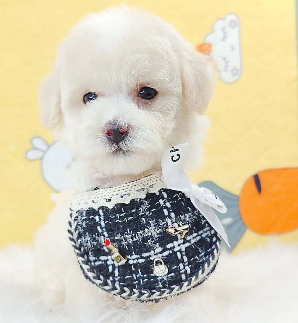 Maltipoo 马尔泰迪