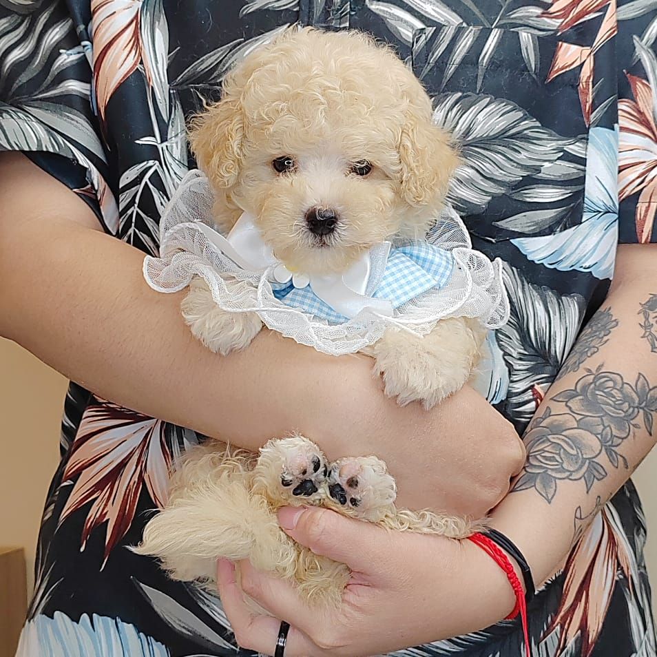 Poodle 娉拌开璐靛