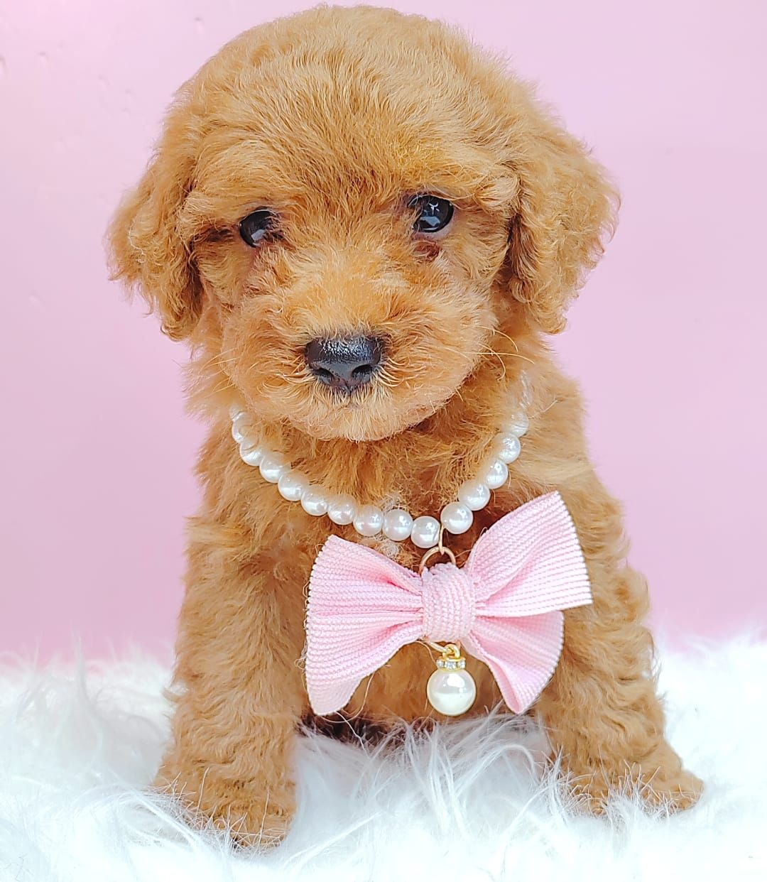 Poodle 娉拌开璐靛