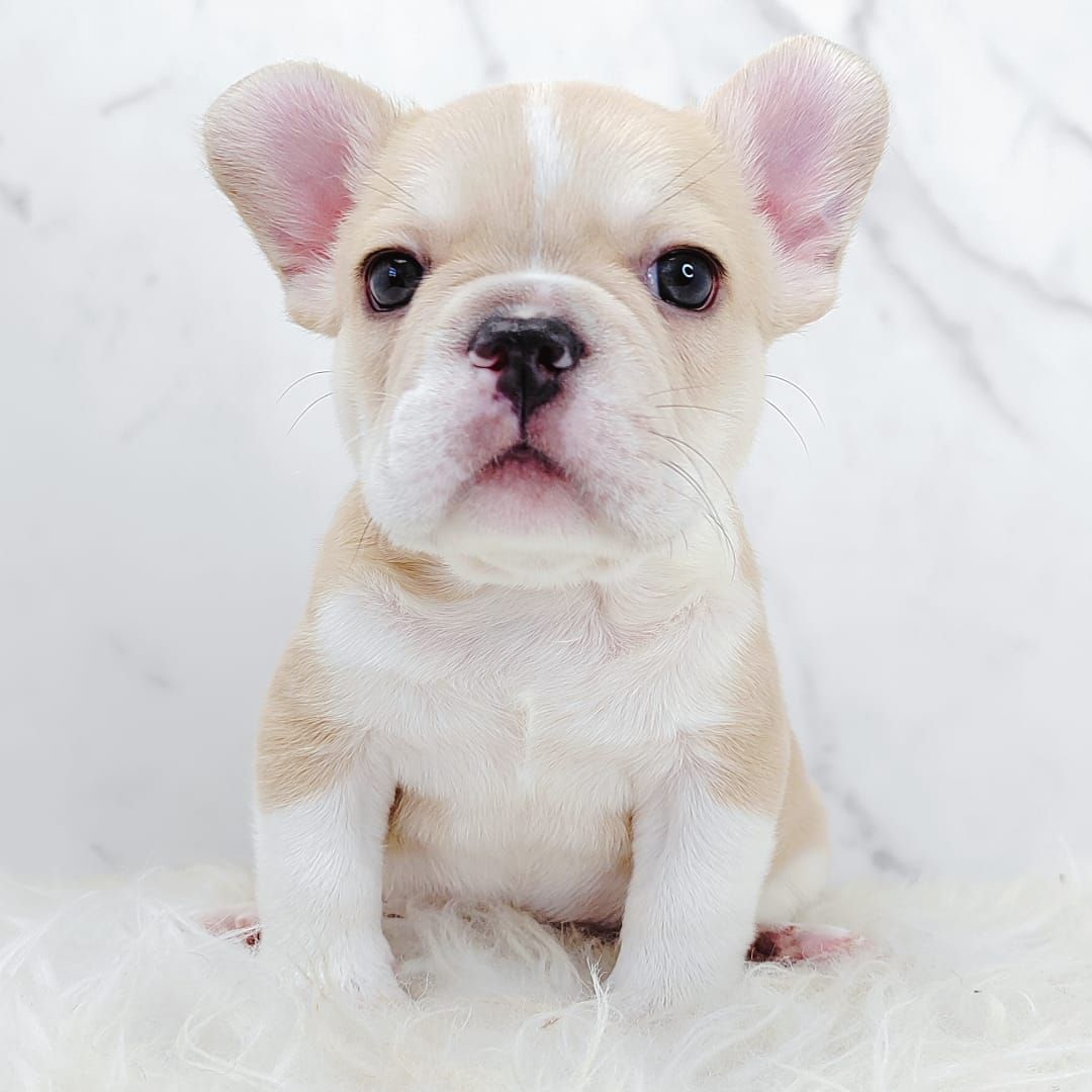 French Bulldog 法斗