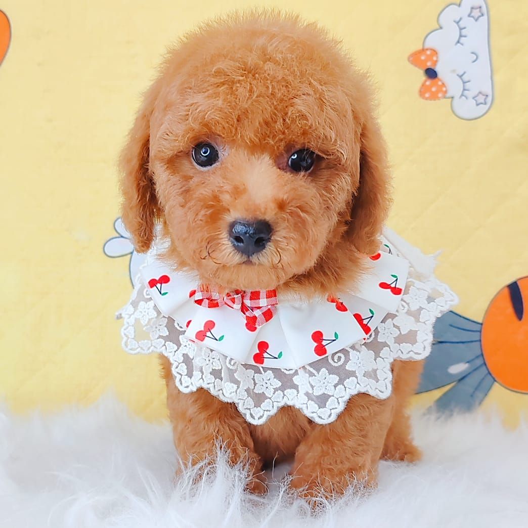 Poodle 娉拌开璐靛