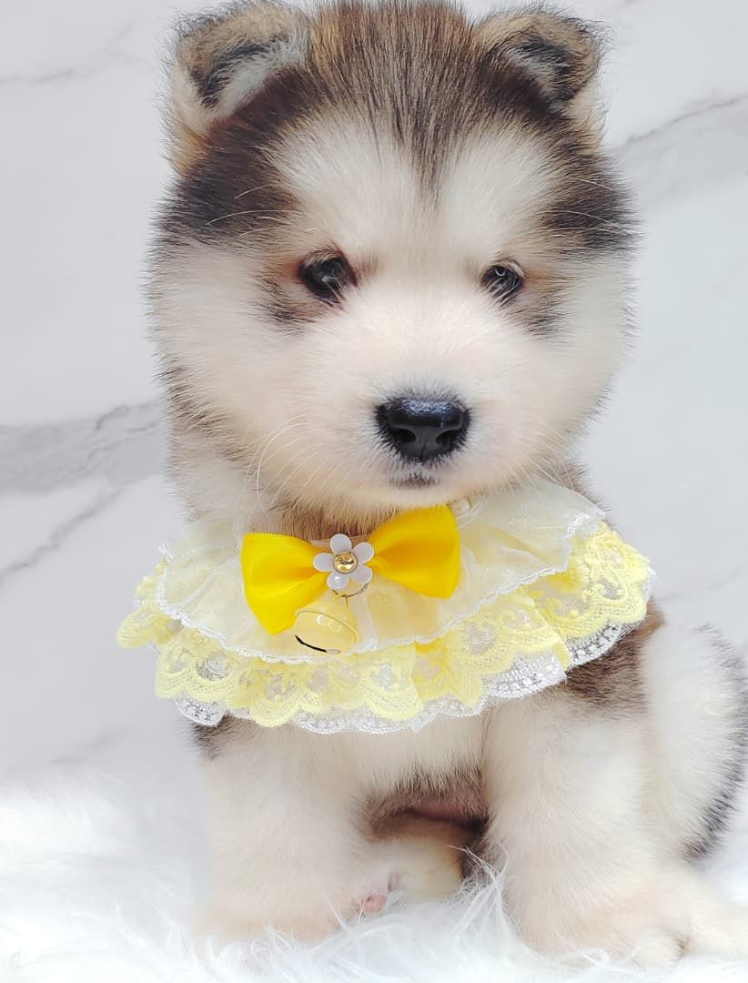 Alaskan Malamute 长毛哈士奇加阿拉斯加