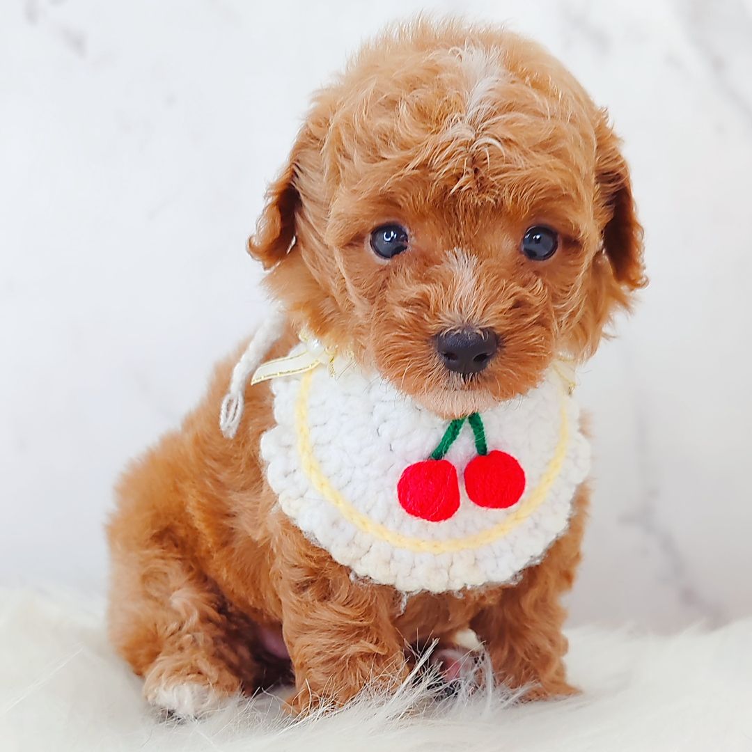 Poodle 娉拌开璐靛