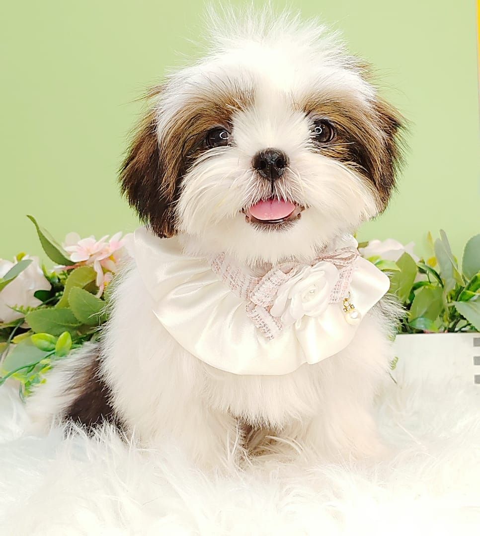 Shih Tzu 西施