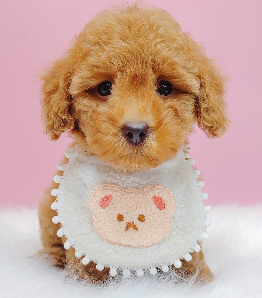Poodle 娉拌开璐靛