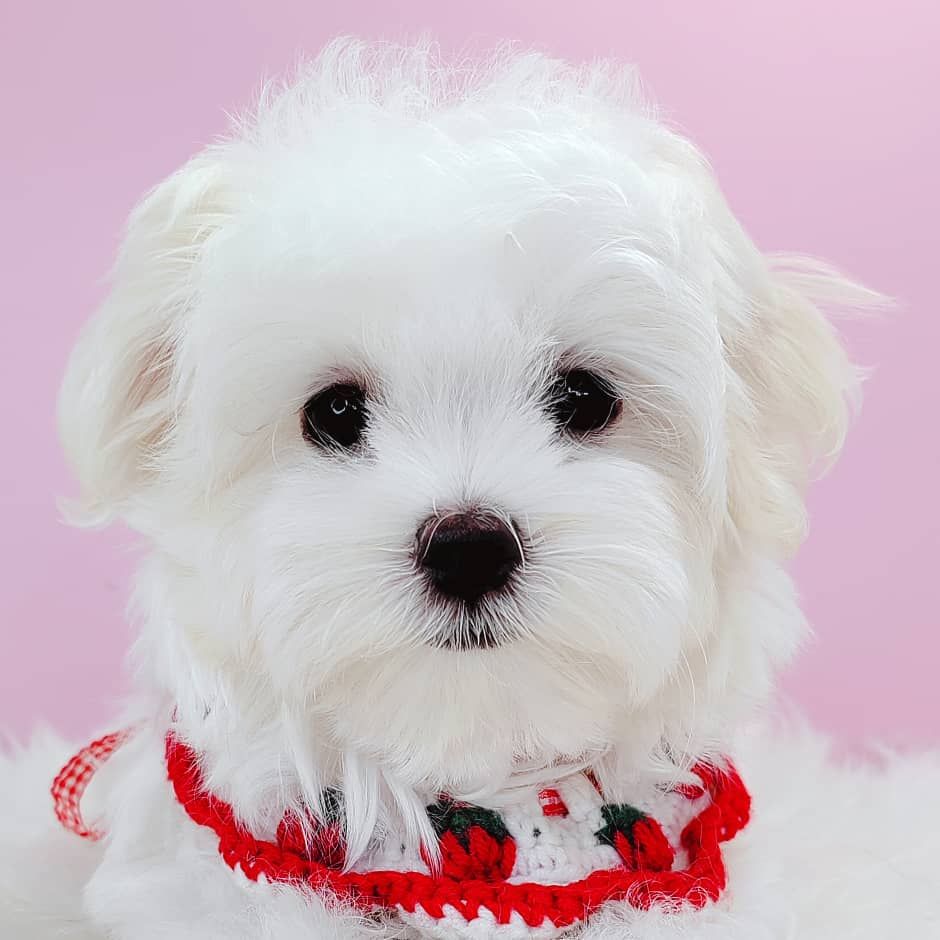 Maltese 马尔济斯