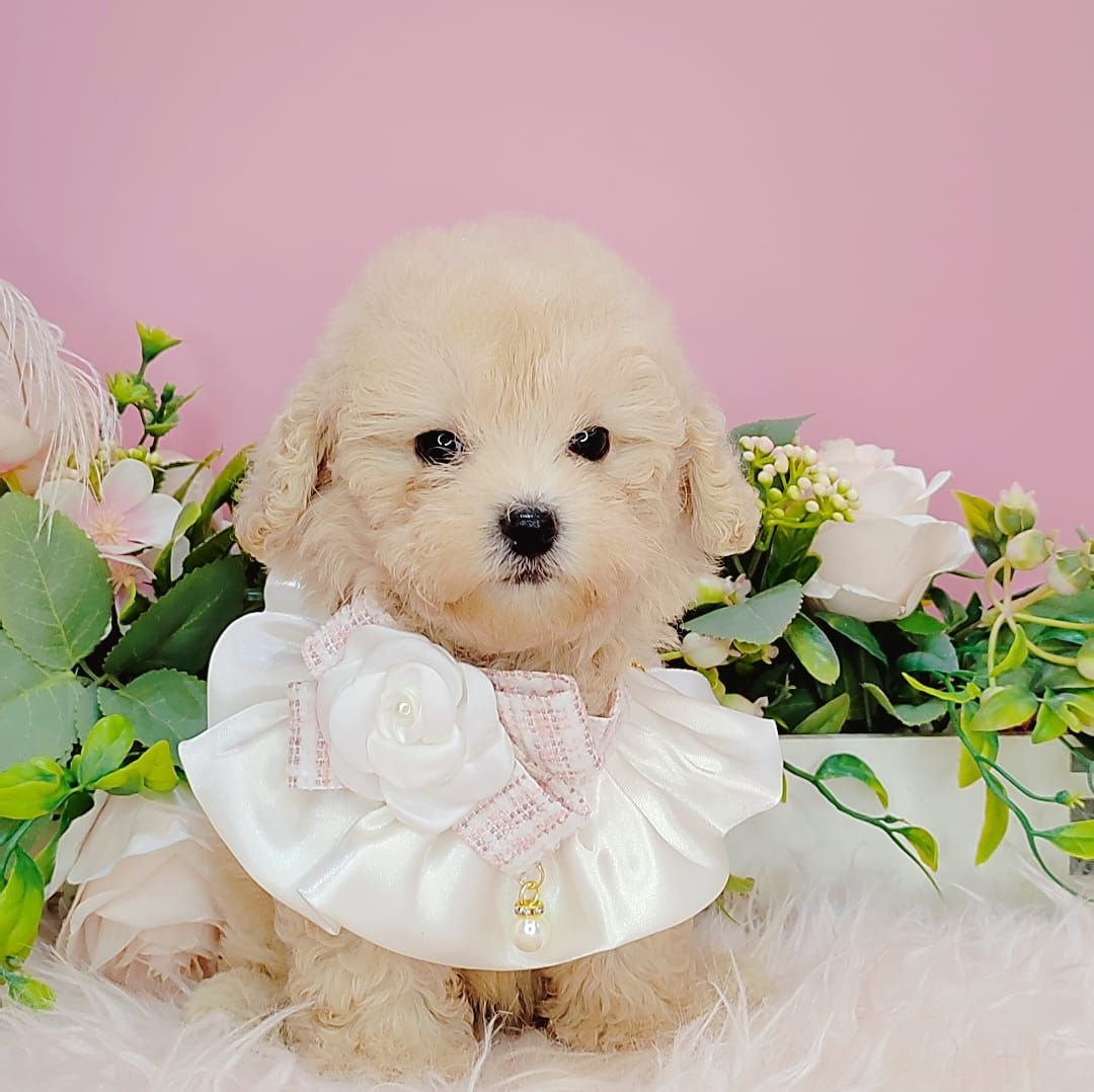 Poodle 娉拌开璐靛