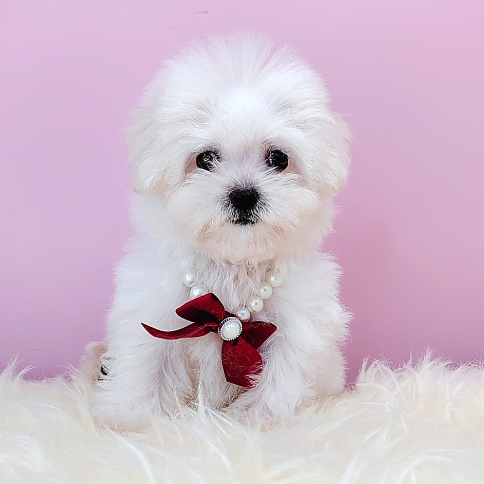  Bichon Frise 比熊