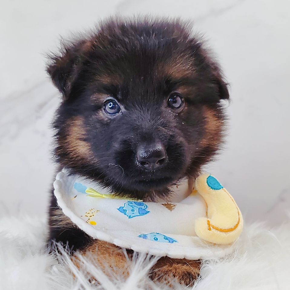 German Shepherd 德国牧羊犬