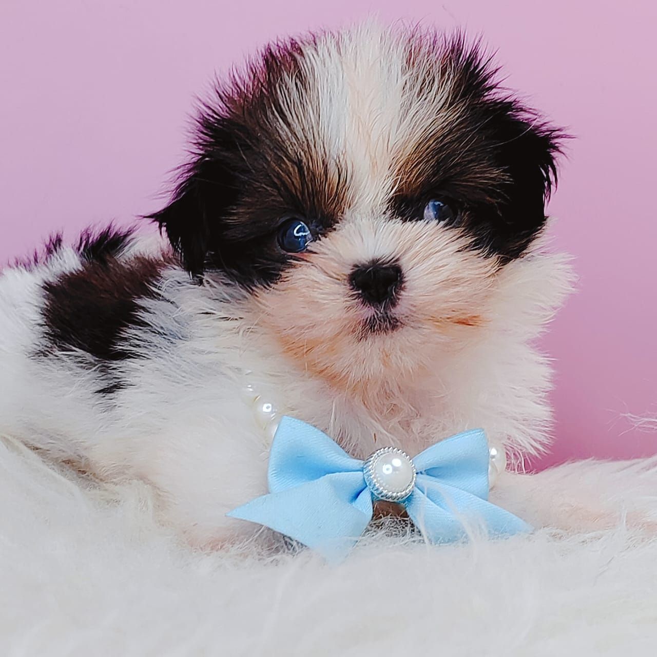 Shih Tzu 西施