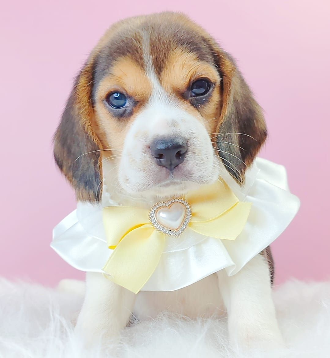 Beagle 米格鲁