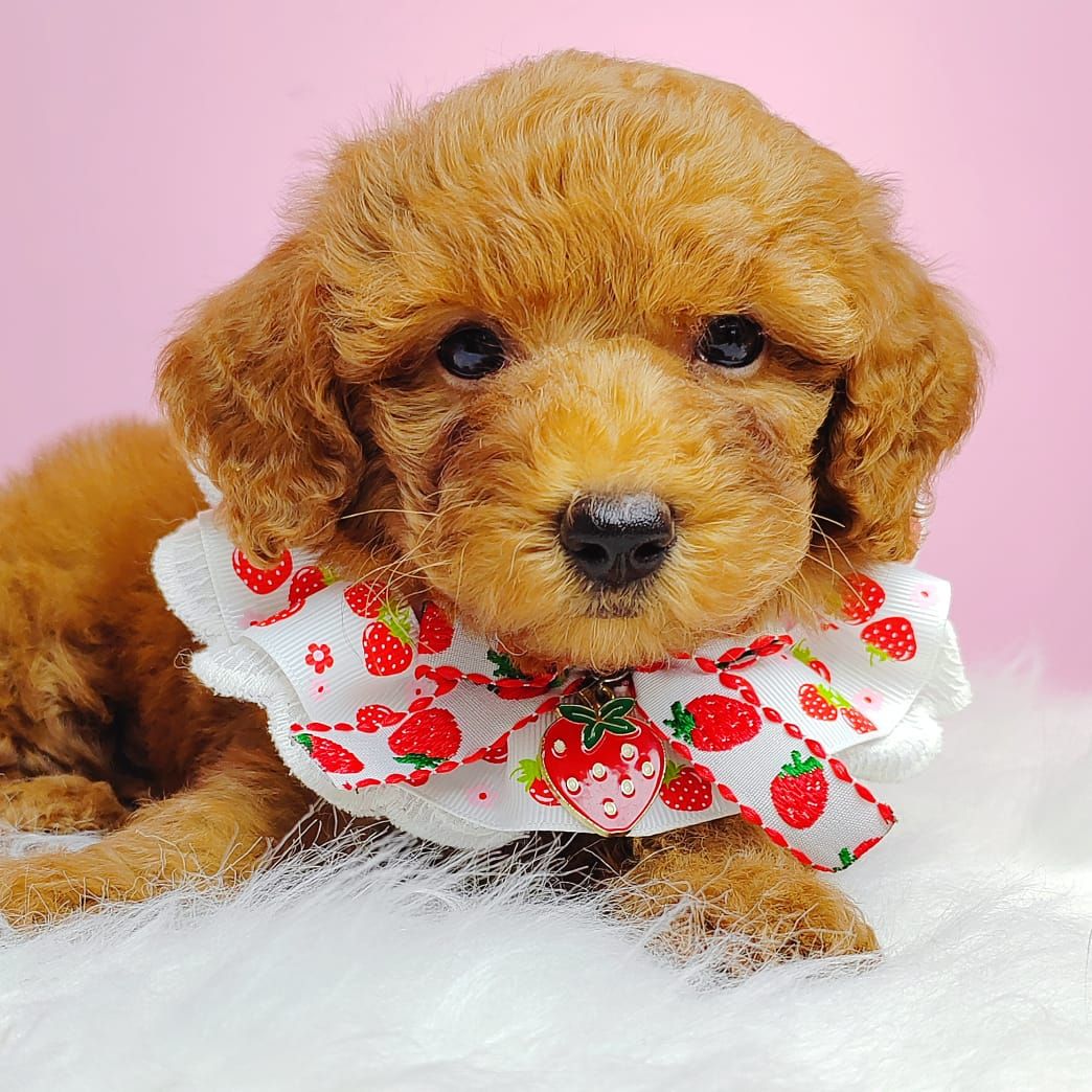 Poodle 娉拌开璐靛