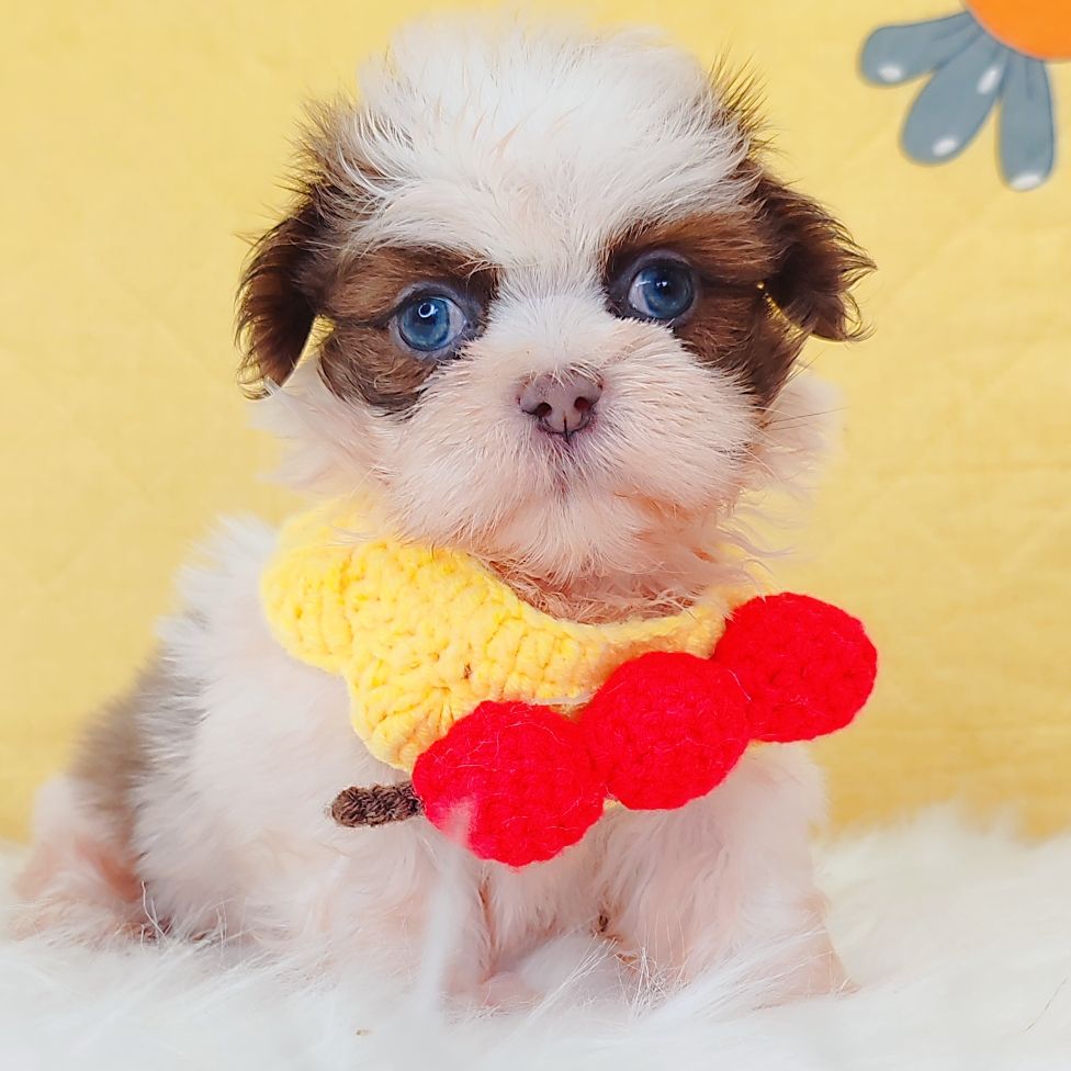 Shih Tzu 西施