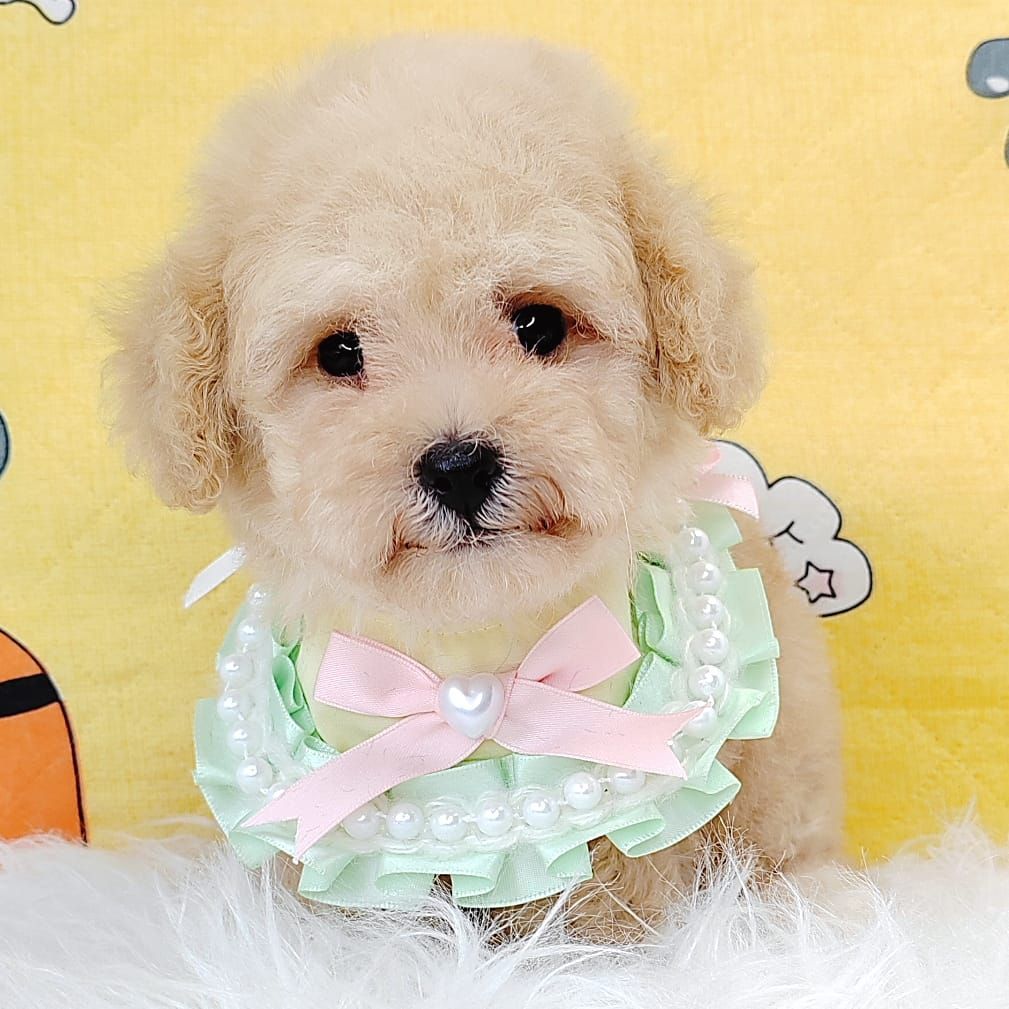 Poodle 娉拌开璐靛