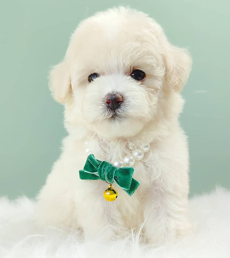 Maltipoo 马尔泰迪